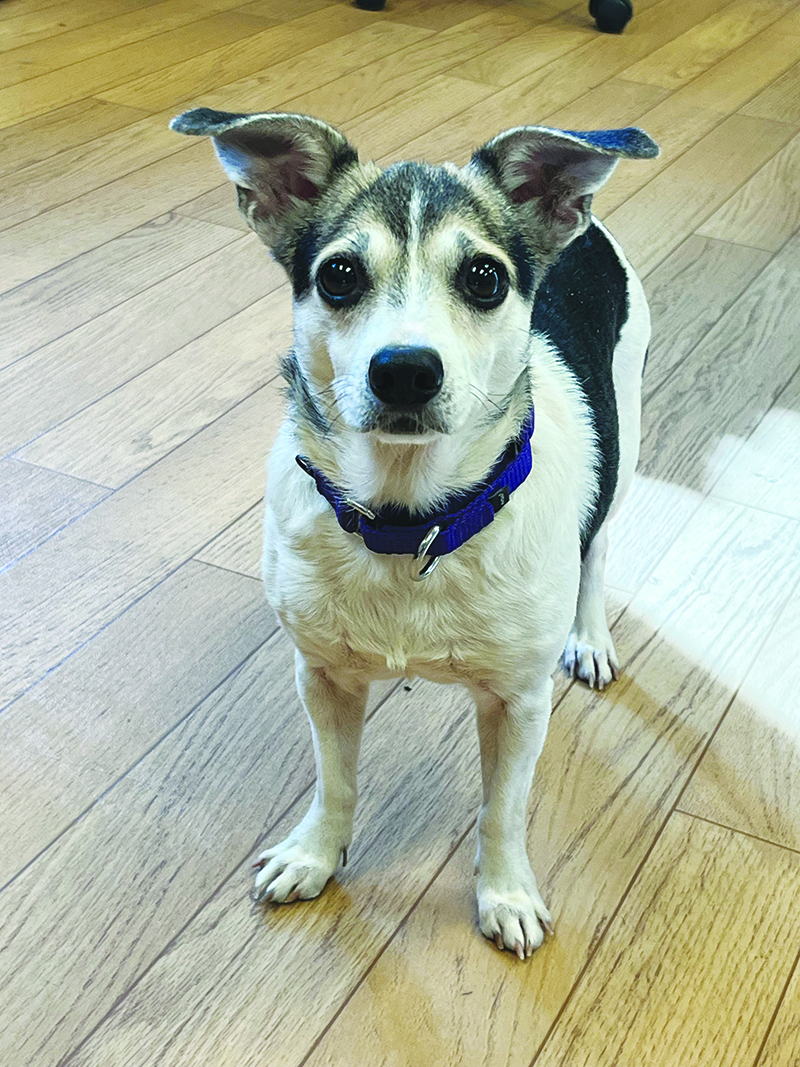 The Woodstock Independent's Pet of the Week The Woodstock Independent