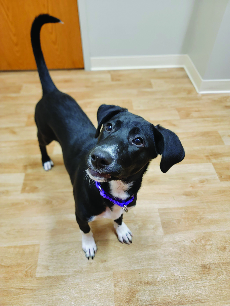 The Woodstock Independent's Pet of the Week The Woodstock Independent